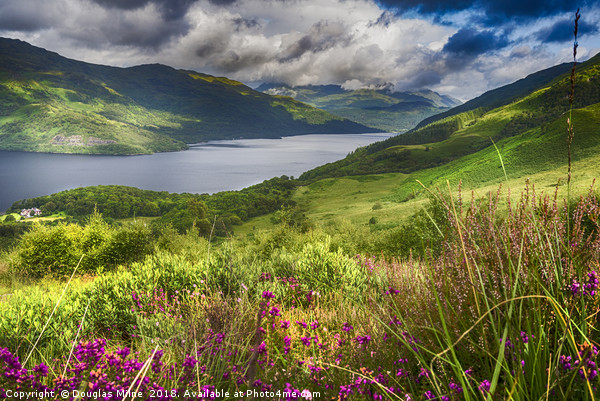 Loch Lomond from the Slopes of Ben Lomond Picture Board by Douglas Milne