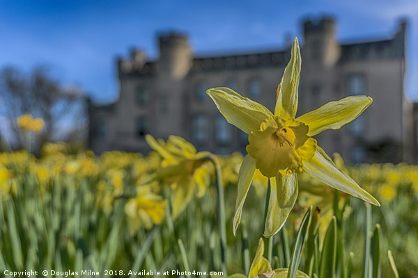 Daffodil Picture Board by Douglas Milne