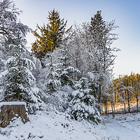 Buy canvas prints of Beecraigs in the Snow by Douglas Milne