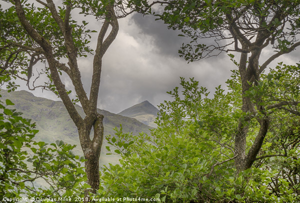 Ben Lui through the trees Picture Board by Douglas Milne