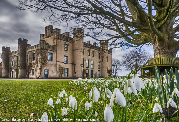 Snowdrops at the House of the Binns Picture Board by Douglas Milne