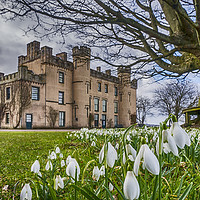 Buy canvas prints of Snowdrops at the House of the Binns by Douglas Milne