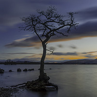 Buy canvas prints of The Tree, Milarrochy Bay, Loch Lomond by Douglas Milne