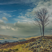 Buy canvas prints of Lone Tree on Màm Carraigh, Overlooking Loch Tulla by Douglas Milne