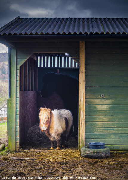 Shetland Pony in Rustic Stable Picture Board by Douglas Milne