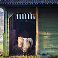 Buy canvas prints of Shetland Pony in Rustic Stable by Douglas Milne