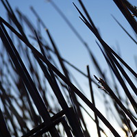 Buy canvas prints of Silhouetted grass by George Greenall