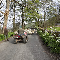 Buy canvas prints of Farmers with a sheepdog moving sheep in Littondale by William A Dobson