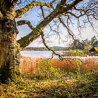 Buy canvas prints of Ancient English Oak by waterside by PAUL WILSON
