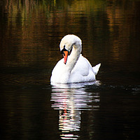 Buy canvas prints of Mute Swan and Reflection by PAUL WILSON