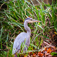 Buy canvas prints of Young Heron on the towpath by PAUL WILSON