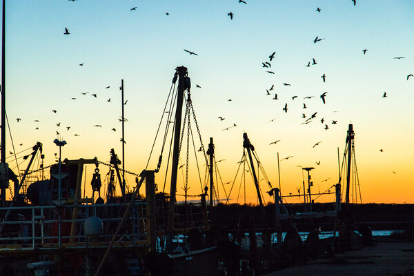 Silhouette of fishing boats and birds Picture Board by Clive Wells