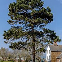 Buy canvas prints of Single tree in town by Clive Wells