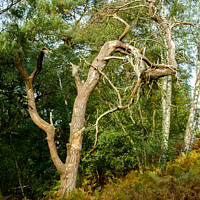 Buy canvas prints of Old mis-shaped tree by Clive Wells
