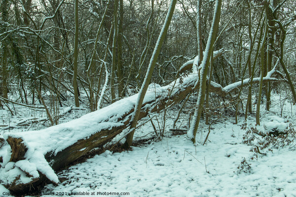 Fallen tree with snow Picture Board by Clive Wells