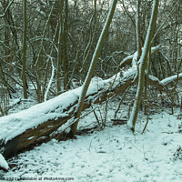 Buy canvas prints of Fallen tree with snow by Clive Wells