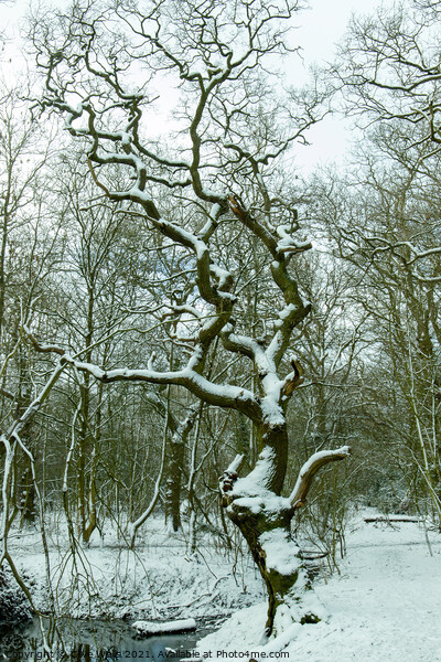 Snow covered tree Picture Board by Clive Wells