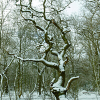 Buy canvas prints of Snow covered tree by Clive Wells