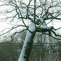 Buy canvas prints of Over hanging snow covered tree by Clive Wells