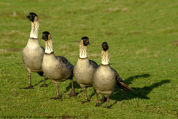 Hawaiian Goose, also known as the Nene Goose Picture Board by Clive Wells