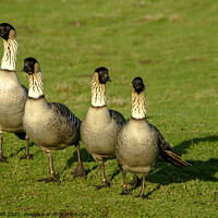 Buy canvas prints of Hawaiian Goose, also known as the Nene Goose by Clive Wells