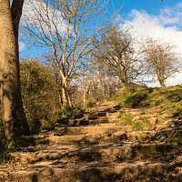 Buy canvas prints of Up the steps at Dovedale by Clive Wells