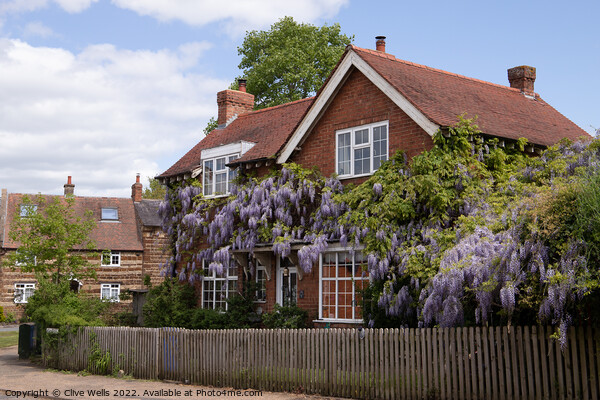Wisteria covered house Picture Board by Clive Wells