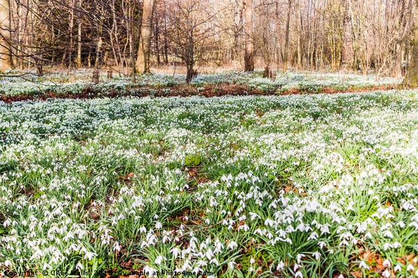 Carpet of Snowdrops at Chippenham Park Picture Board by Clive Wells