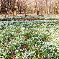 Buy canvas prints of Carpet of Snowdrops at Chippenham Park by Clive Wells