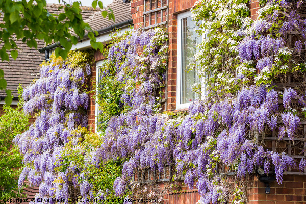 Wisteria on house front in Kings Lynn Picture Board by Clive Wells