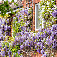 Buy canvas prints of Wisteria on house front in Kings Lynn by Clive Wells