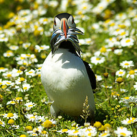 Buy canvas prints of Puffin with Sandeels on Skomer Island by Clive Wells