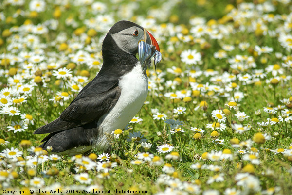 Puffin with sandeels seen on Skomer Picture Board by Clive Wells