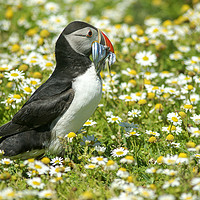 Buy canvas prints of Puffin with sandeels seen on Skomer by Clive Wells