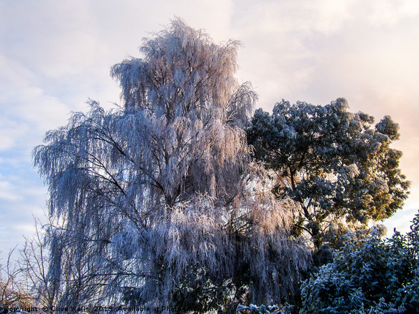 Frozen tree seen in winter in back garden Picture Board by Clive Wells