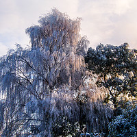 Buy canvas prints of Frozen tree seen in winter in back garden by Clive Wells