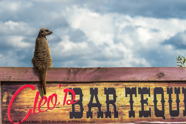 Meerkat sitting on bar sign Picture Board by Clive Wells