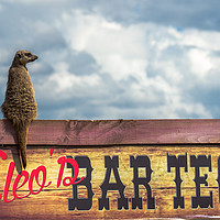 Buy canvas prints of Meerkat sitting on bar sign by Clive Wells