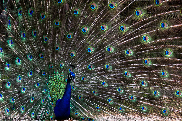 Displaying Peacock in lovely pose Picture Board by Clive Wells