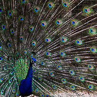 Buy canvas prints of Displaying Peacock in lovely pose by Clive Wells