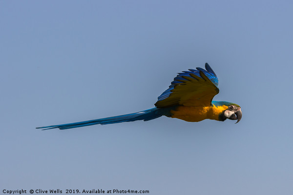 Blue-and-yellow Macaw Picture Board by Clive Wells