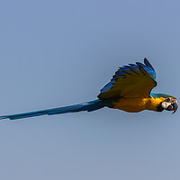 Buy canvas prints of Blue-and-yellow Macaw by Clive Wells