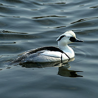 Buy canvas prints of Smew by Clive Wells