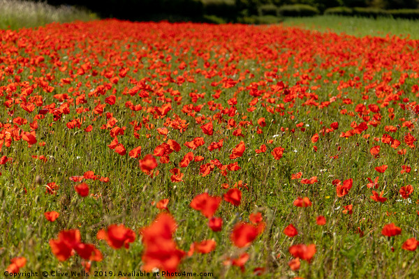 Poppies, Poppies and more Poppies Picture Board by Clive Wells