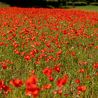 Buy canvas prints of Poppies, Poppies and more Poppies by Clive Wells