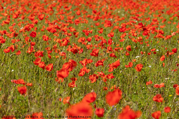 A Spread of Poppies Picture Board by Clive Wells