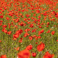 Buy canvas prints of A Spread of Poppies by Clive Wells
