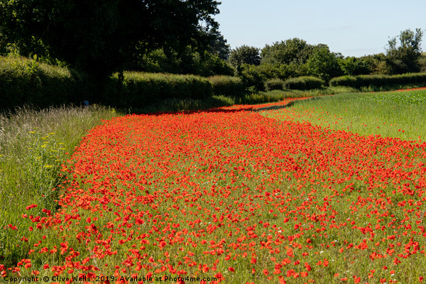 Edging of Poppies Picture Board by Clive Wells