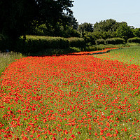 Buy canvas prints of Edging of Poppies by Clive Wells