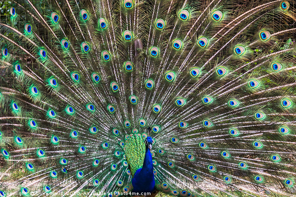 Lovely show of feathers from this Peacock Picture Board by Clive Wells